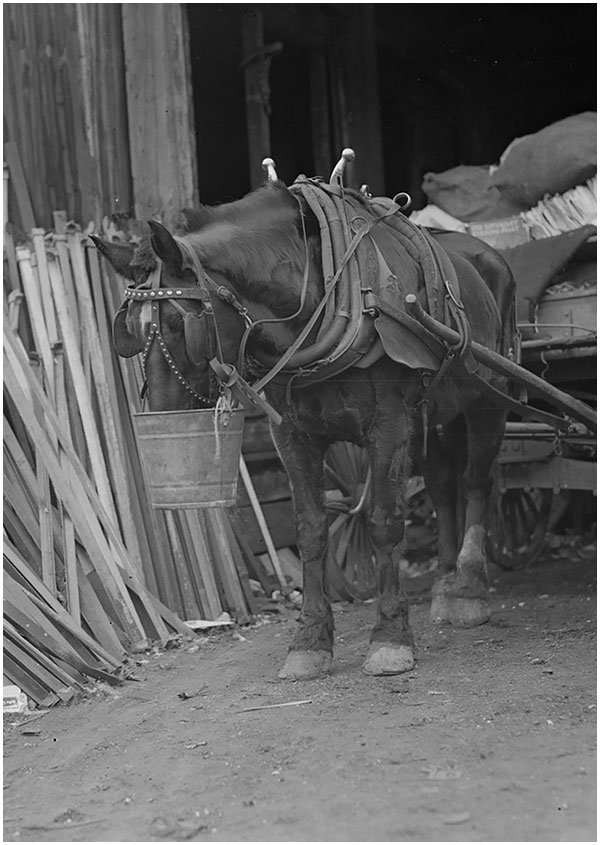 black and white image a work horse in a shed